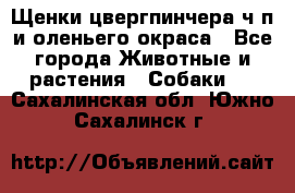 Щенки цвергпинчера ч/п и оленьего окраса - Все города Животные и растения » Собаки   . Сахалинская обл.,Южно-Сахалинск г.